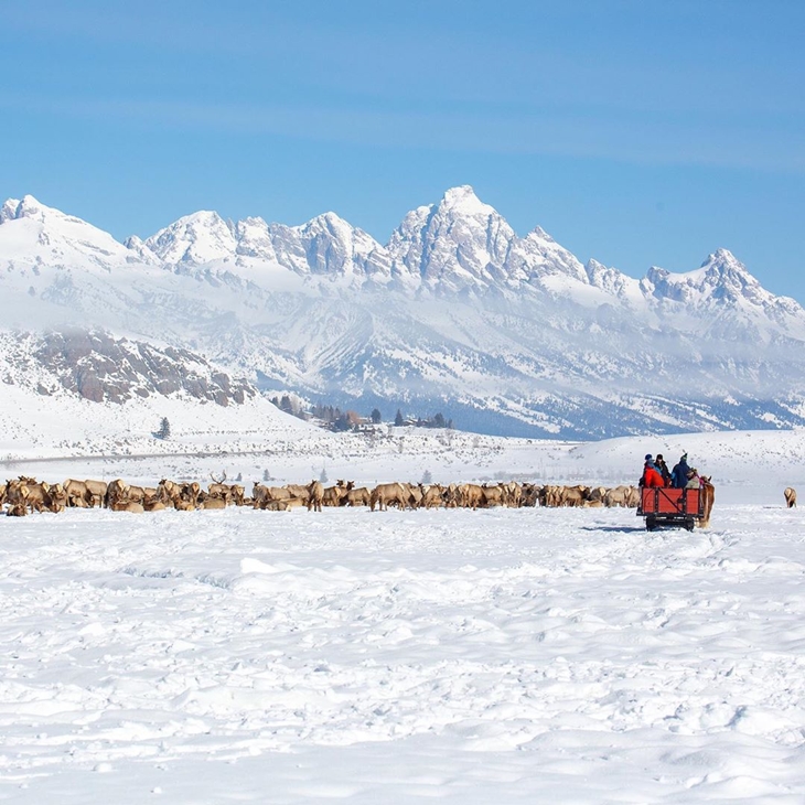 Kehidupan satwa liar di Jackson Hole. (Foto: instagram.com/jacksonholelatinamerica)