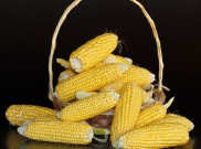 Nutrisi Mengagumkan dalam Sebonggol Jagung