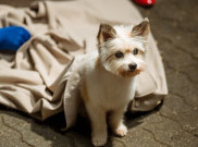 Cerita Tercecer di Balik Layar 'A Good Day to be a Dog'