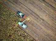 4 Hal Penting dalam Mengembangkan Agrikultural Secara Digital