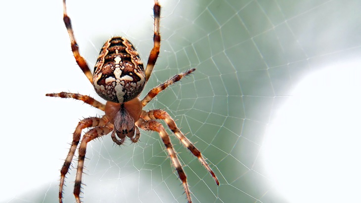 Laba-Laba Kehilangan Penglihatan saat Lapar