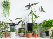 Tidak Hanya Estetis, Tanaman Hias Indoor Baik untuk Kesehatan