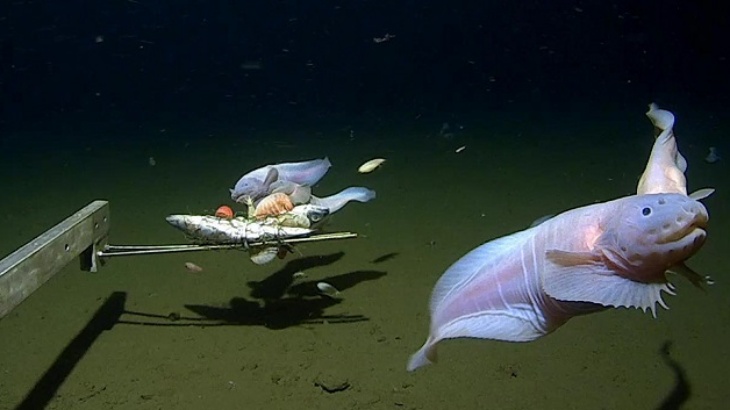 Peneliti Sukses Dokumentasikan Ikan di Perairan Terdalam Jepang