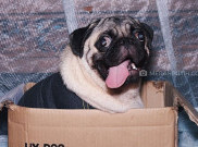 Vaksinasi Tahunan untuk Anjing Peliharaanmu