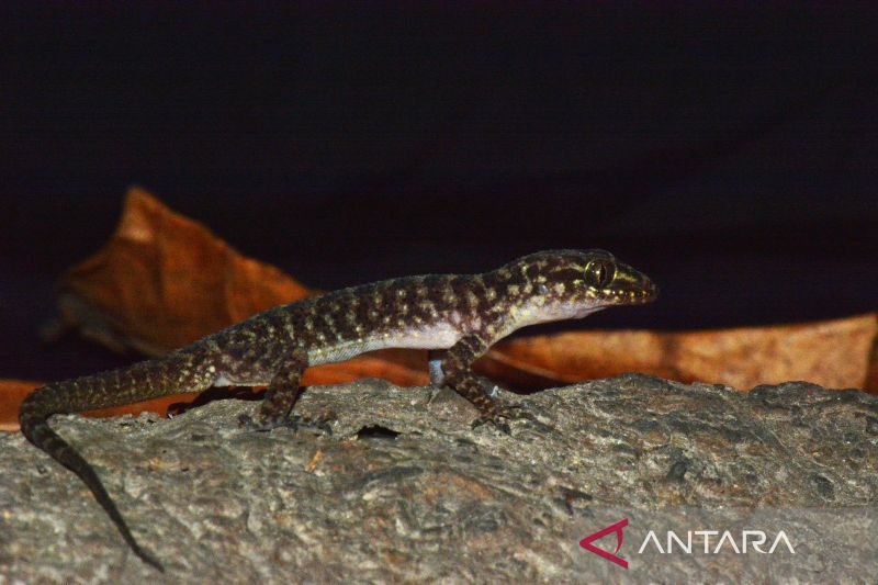 Spesies Baru Cicak Jarilengkung Ditemukan, Habitatnya Hidup di Wilayah Urban Jatim