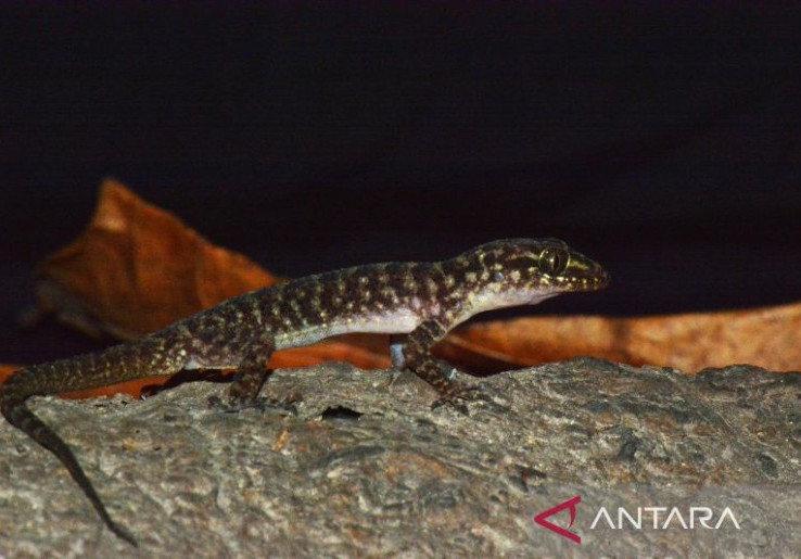 Spesies Baru Cicak Jarilengkung Ditemukan, Habitatnya Hidup di Wilayah Urban Jatim