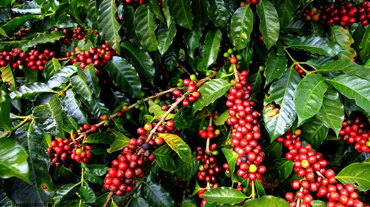 Intip Keistimewaan Kopi Termahal Dunia