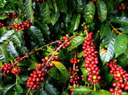 Intip Keistimewaan Kopi Termahal Dunia