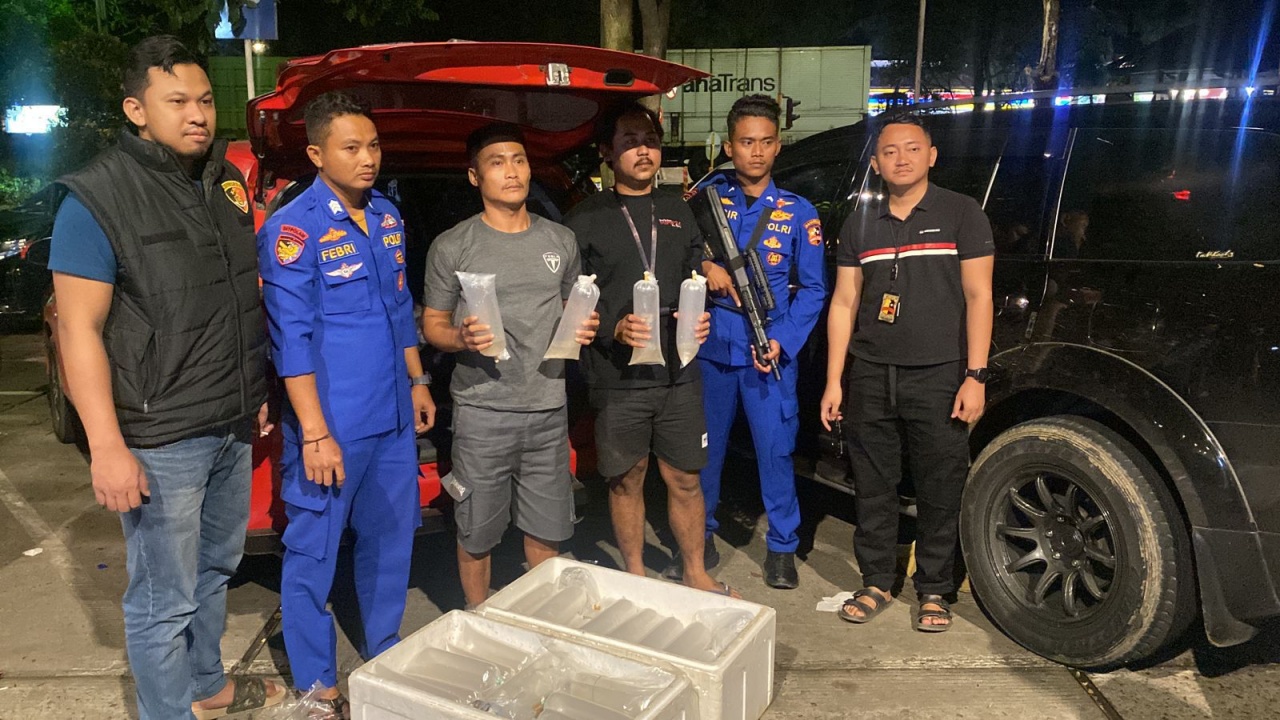 Polri Gagalkan Penyelundupan 11.543 Ekor Benih Lobster di Sukabumi, 2 Pelaku Diamankan
