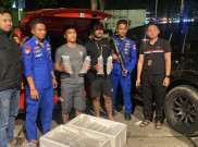 Polri Gagalkan Penyelundupan 11.543 Ekor Benih Lobster di Sukabumi, 2 Pelaku Diamankan