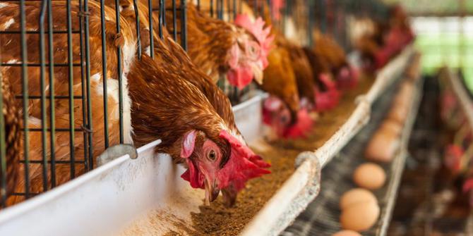 Rekayasa Pakan Ternak Pengaruhi Produktivitas Manusia