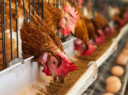 Rekayasa Pakan Ternak Pengaruhi Produktivitas Manusia