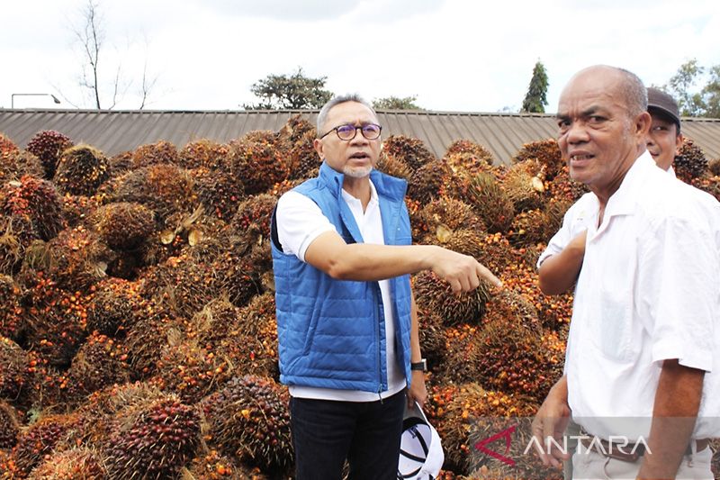 Mendag Zulkifli Hasan (kiri) berdialog dengan petani sawit saat meninjau pabrik pengolahan sawit di Lampung Tengah, Lampung, Sabtu (9/7). ANTARA/Ruth Intan Sozometa Kanafi