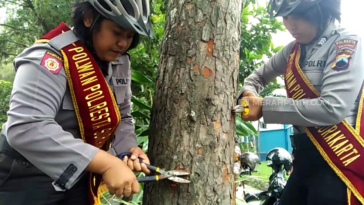 Peringati Hari Pohon, Polwan di Solo Cabuti Paku di Pohon