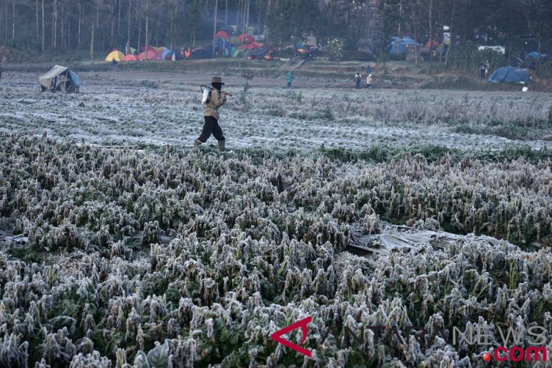 Fenomena Embun Beku Jadi Destinasi Baru Dieng