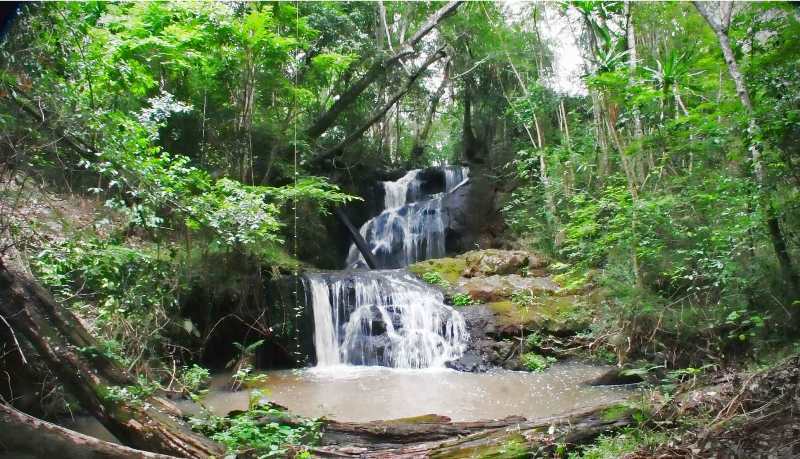 karura forest, pohon rindang