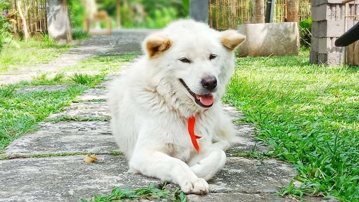 Anjing Kintamani Mendapatkan Pengakuan Internasional
