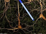 Hoki Banget nih, Pencari Obat Temukan Ginseng Liar Senilai Rp 1,3 Miliar di Gunung Jiri