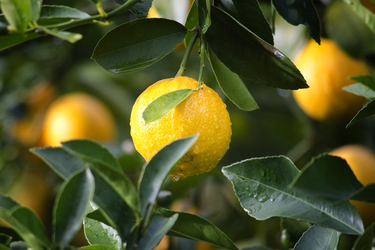 Lemon dapat memaksimalkan fungsi enzim dalam hati. (Foto: Pixabay/Pexels)