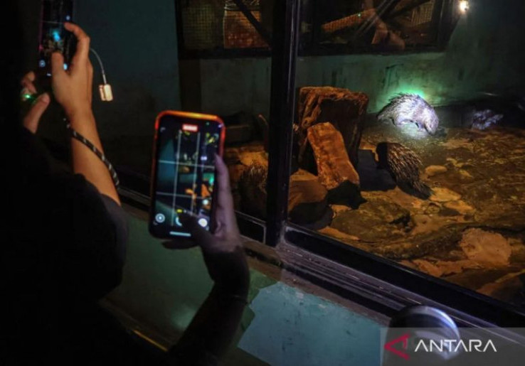 Night at the Ragunan Zoo Diuji Coba, DPRD: Jangan Berisik dan Sampai Sorot Cahaya ke Mata Hewan