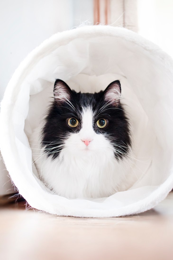 kucing