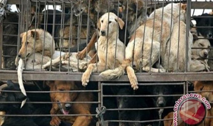 Ini Kata Wagub Soal Ditemukan Pedagang Daging Anjing di Pasar Senen