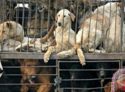 Ini Kata Wagub Soal Ditemukan Pedagang Daging Anjing di Pasar Senen