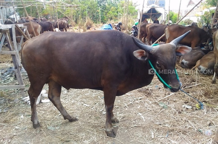 Ingin Disembelih, Sapi Ini Masuk ke dalam Sumur