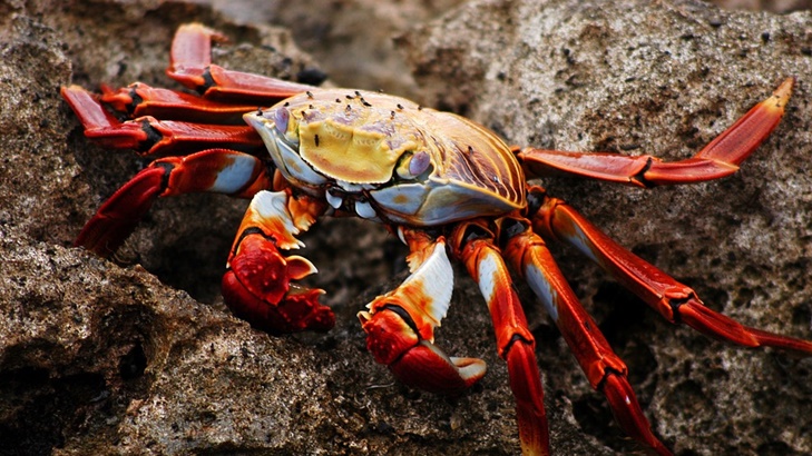 Pecah Rekor, Seekor Kepiting Terjual Rp467 Juta