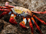 Pecah Rekor, Seekor Kepiting Terjual Rp467 Juta