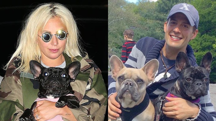 Setelah Insiden Penembakan, Penuntun Anjing Lady Gaga Dinyatakan Pulih