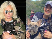 Setelah Insiden Penembakan, Penuntun Anjing Lady Gaga Dinyatakan Pulih