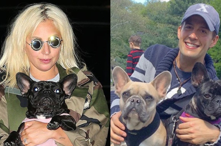 Setelah Insiden Penembakan, Penuntun Anjing Lady Gaga Dinyatakan Pulih