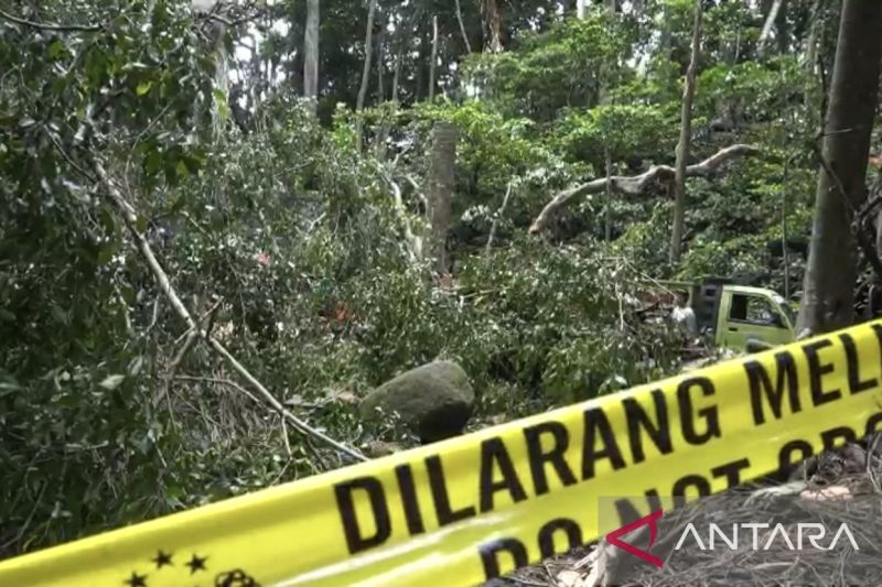 Pohon Tumbang Memakan Korban Jiwa, Objek Wisata Alam Monkey Forest Ditutup Sementara