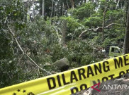 Pohon Tumbang Memakan Korban Jiwa, Objek Wisata Alam Monkey Forest Ditutup Sementara