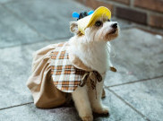 Cara Menangani Fobia Anjing ala Serial ‘A Good Day to be a Dog’