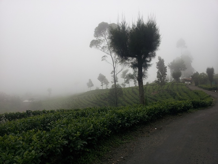 Perkebunan teh di Haputale. (Foto: Pixabay/wfxlivelk)