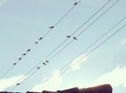 Harga Sarang Burung Walet Tembus Rp 26 Juta