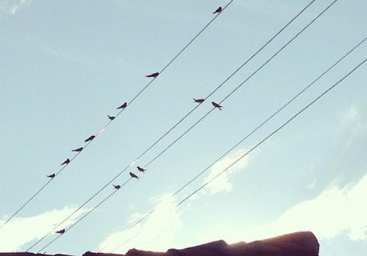 18 Perusahaan Sarang Burung Walet Indonesia Dapat Sertifikat Pemerintah Tiongkok