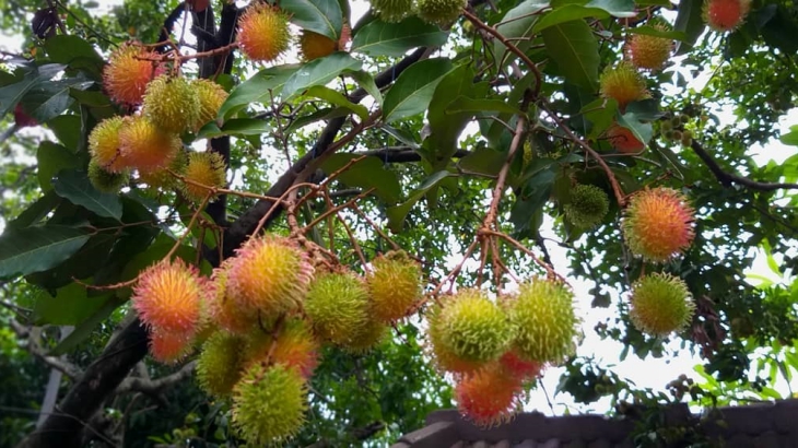 Rambutan bisa meredakan rasa sakit (Foto: Instagram/mayasuhud)