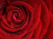 Bunga Mawar Identik dengan Cinta? Ini Alasannya