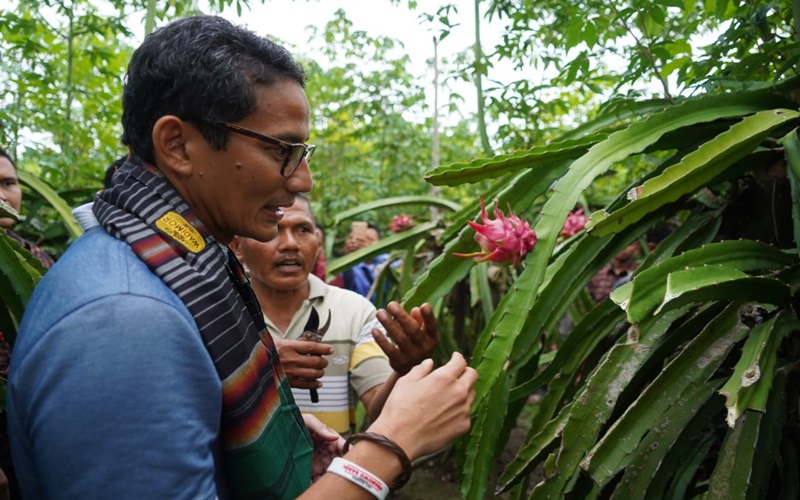 Sandiaga Uno mengamati kebun Buah Naga milik petani asal Banyuwangi Jawa Timur