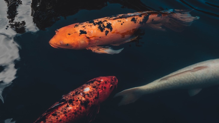 Tips Rawat Kolam Bagi Pecinta Ikan Hias