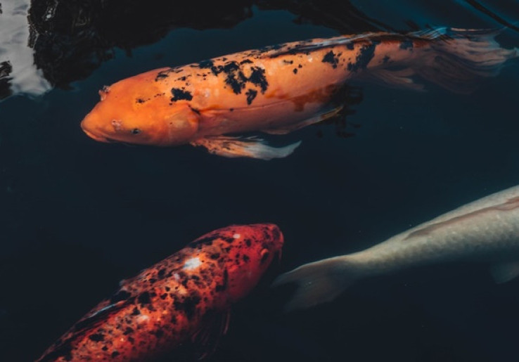 Tips Rawat Kolam Bagi Pecinta Ikan Hias