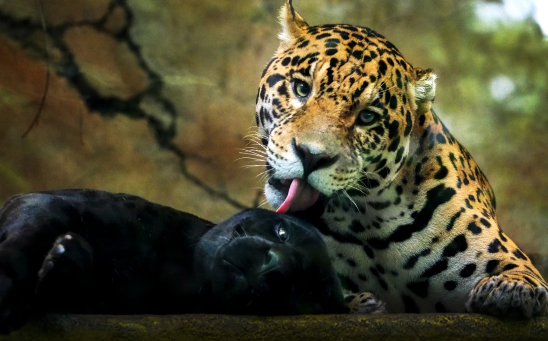 Ada Kasus Pengunjung Keluar dari Mobil saat Safari Journey, Ini Panduan Lengkap Do's and Don'ts di Taman Safari Indonesia 