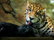 Ada Kasus Pengunjung Keluar dari Mobil saat Safari Journey, Ini Panduan Lengkap Do's and Don'ts di Taman Safari Indonesia