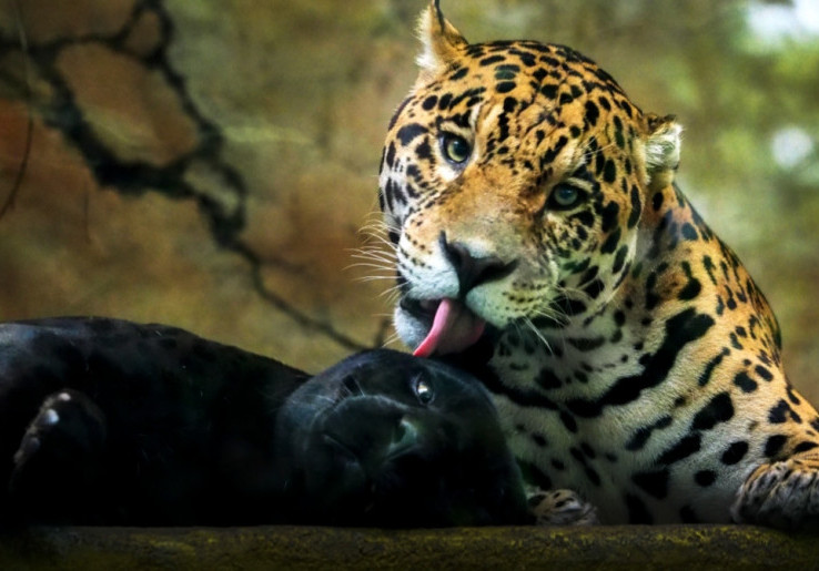 Ada Kasus Pengunjung Keluar dari Mobil saat Safari Journey, Ini Panduan Lengkap Do's and Don'ts di Taman Safari Indonesia