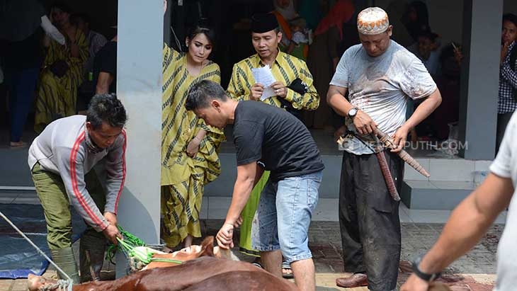 Tahun Ini Ayu Ting Ting Kurbankan Tiga Sapi