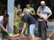 Tahun Ini Ayu Ting Ting Kurbankan Tiga Sapi