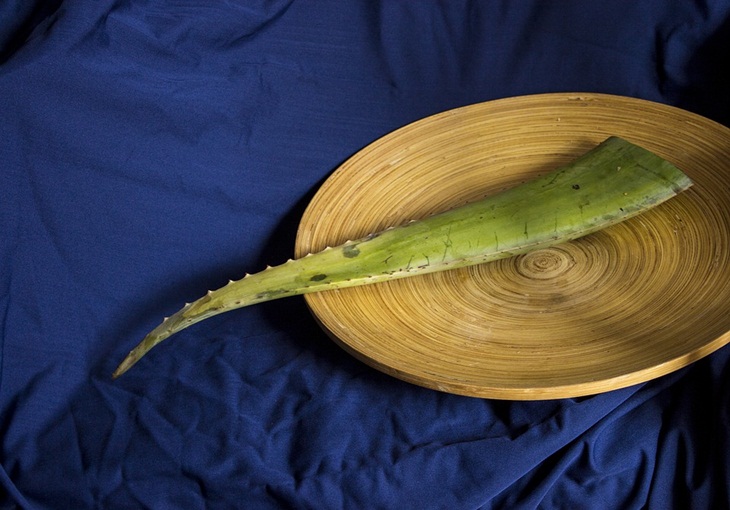 Lidah buaya. (Foto: Pixabay/MetsikGarden)